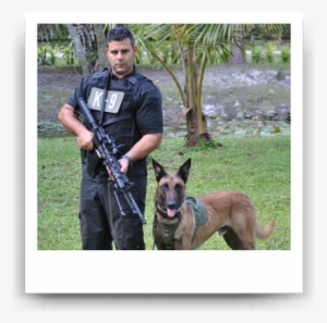 Scenarios For The K9 Training Day - Old German Shepherd Dog