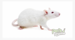 White Rats - 1/1 - White Mouse