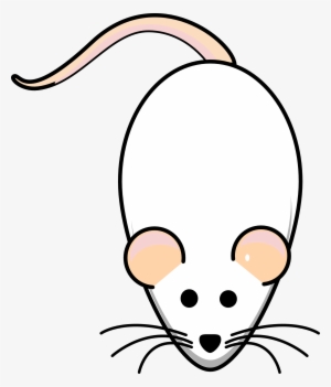Rat Mouse White Albino Animal - Gambar Animasi Tikus Putih