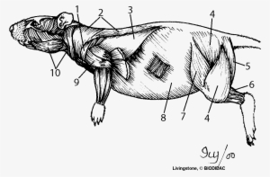 The Muscles Of The Posterior Thigh - Mouse Pelvic Limb Muscle