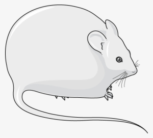 Obese Mouse - Illustration