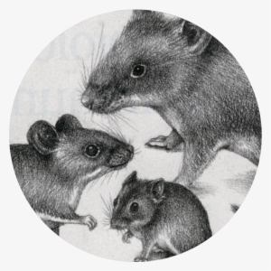Acknowledgements - Marsh Rice Rat