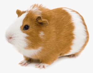 Bigstock Red And White Guinea Pig Isola - El Conejillo De Indias