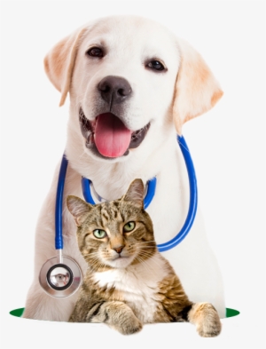 635744 - Vets Animals