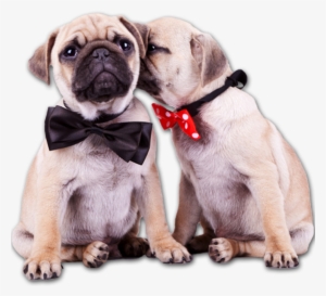 Pug Puppies