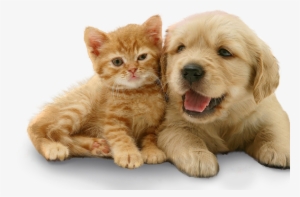 Temos Tudo Para Seu Bichinho - Golden Retriever Puppy And Orange Kitten