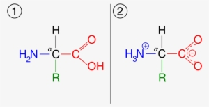 Thc Molecule Lewis Dot Structure - Amino Acid Generic Form