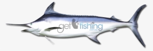 Black Marlin - Swordfish