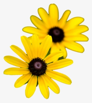 Black Eyed Susans By Christina Rollo - Black-eyed Susan