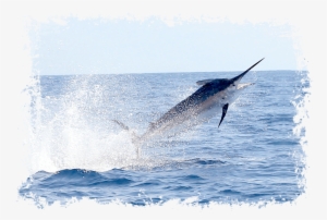 Black Marlin - Atlantic Blue Marlin