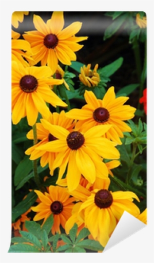 Black-eyed Susan Flowers In Full Bloom Wall Mural • - Schöner Gelber Sonnenblumedruck Grußkarte