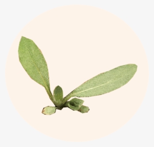 Pioneer Plant Americas Most Common Wildflower Meadow - Black-eyed Susan