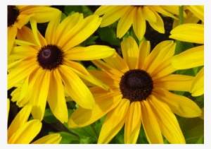 Black-eyed Susans Flowers Are Also Called As Gloriosa - Dry Area Wildflower Seed Mix - Annuals And Perennials