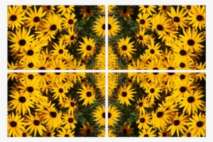 Black-eyed Susan