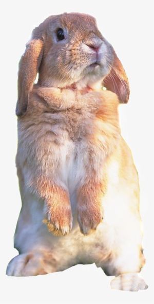 Hd Cute Rabbit Rabbit Static Png - Cute Rabbit