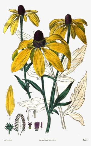 Source - Botanical Illustration