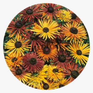 The Captivating Blooms Of Rudbeckia Hirta 'becky Cinnamon - Mr Fothergill's Rudbeckia Chim Chiminee Seeds