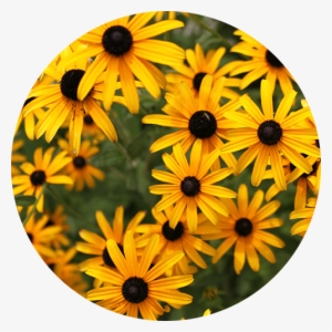 Grandview Garden Club - Black-eyed Susan