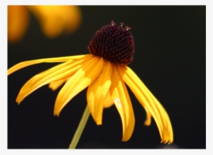 Where Is It Found - Maryland Black Eyed Susan