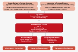 Oi Immunology1b - Ocular Inflammatory Disease