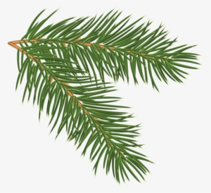 Clip Art Pine Branch
