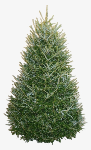 Fraser Fir Christmas Tree - Fraser Fir