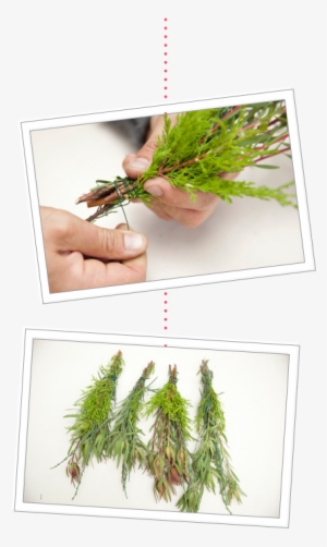 How To Make A Holiday Wreath Using Plants From Your - Georgia Pine