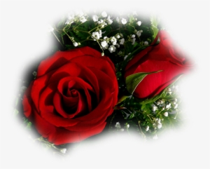 Flor Rosa Vermelha Aberta E Um Botão No Jardim Fot - Love A Beautiful Rose Flower