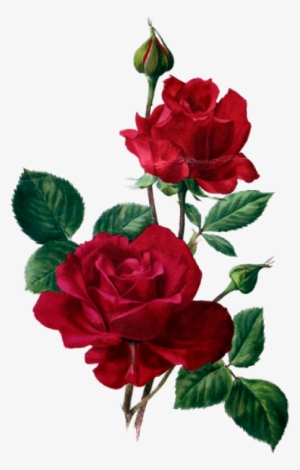 Rosas Rojas, Flores Vintage, Sublimados, Acuarela, - Rose Anne Marie Trechslin