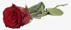 Good Evening With Rose