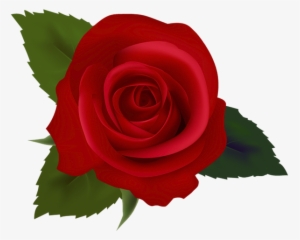 Цветок Розы, Красная Роза, Цветы - Clip Art