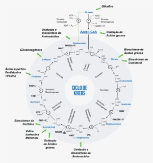 Caixa - Ciclo De Krebs En Español