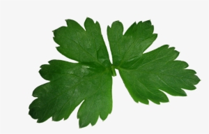Perejil Png - Hoja De Cilantro Png