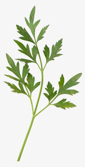 Inta Chicos - Perejil - Hojas