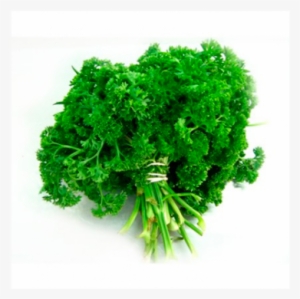 Perejil Crespo - Parsley