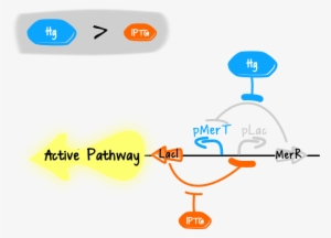 So, The Laci Proteins Will Be Expressed And By Repressing - Diagram