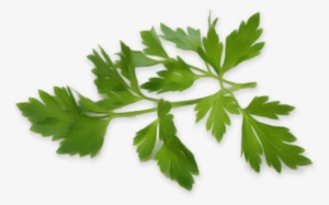 Je Teste Le Régime Sans Sel