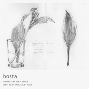 Hosta - Sketch