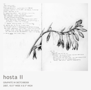 Hosta2 - Palm Tree