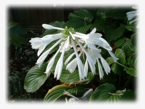 Hosta Plantaginea