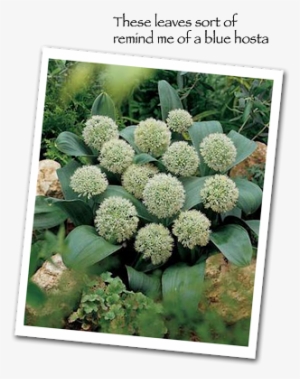 That's Ivory Queen Allium, And I Don't Think It Grows - Allium Ivory Queen