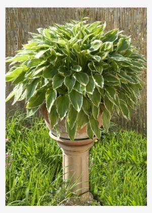 Hosta - Flowerpot