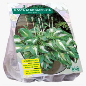 Hartenlelie Albomaculata - Crocus Jeanne D Arc 50 Stück Krokus 7 8 Blumenzwiebeln