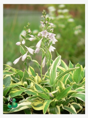 Hosta, Šķirne - Cypripedium Ulla Silkens