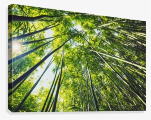 Bamboo Forest With Morning Sunlight Canvas Print