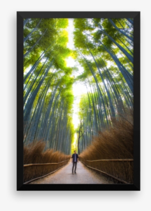 Japan Bamboo Forest - Bamboo Forest