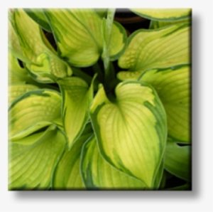 Bud