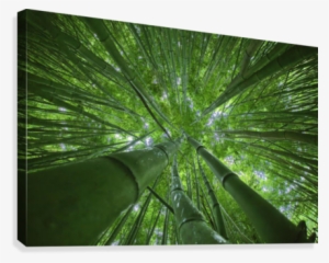 Hawaii, Maui, Bamboo Forest - Great Big Canvas M Swiet Productions Premium Thick-wrap