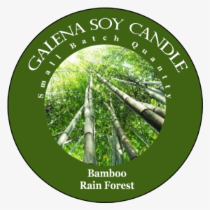 Bamboo Rain Forest - Bamboo