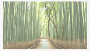 Bamboo Forest - Moonflower